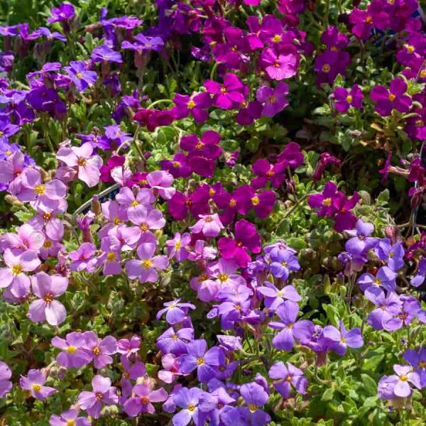 Fleurs - Aubriétia Variée - face recto